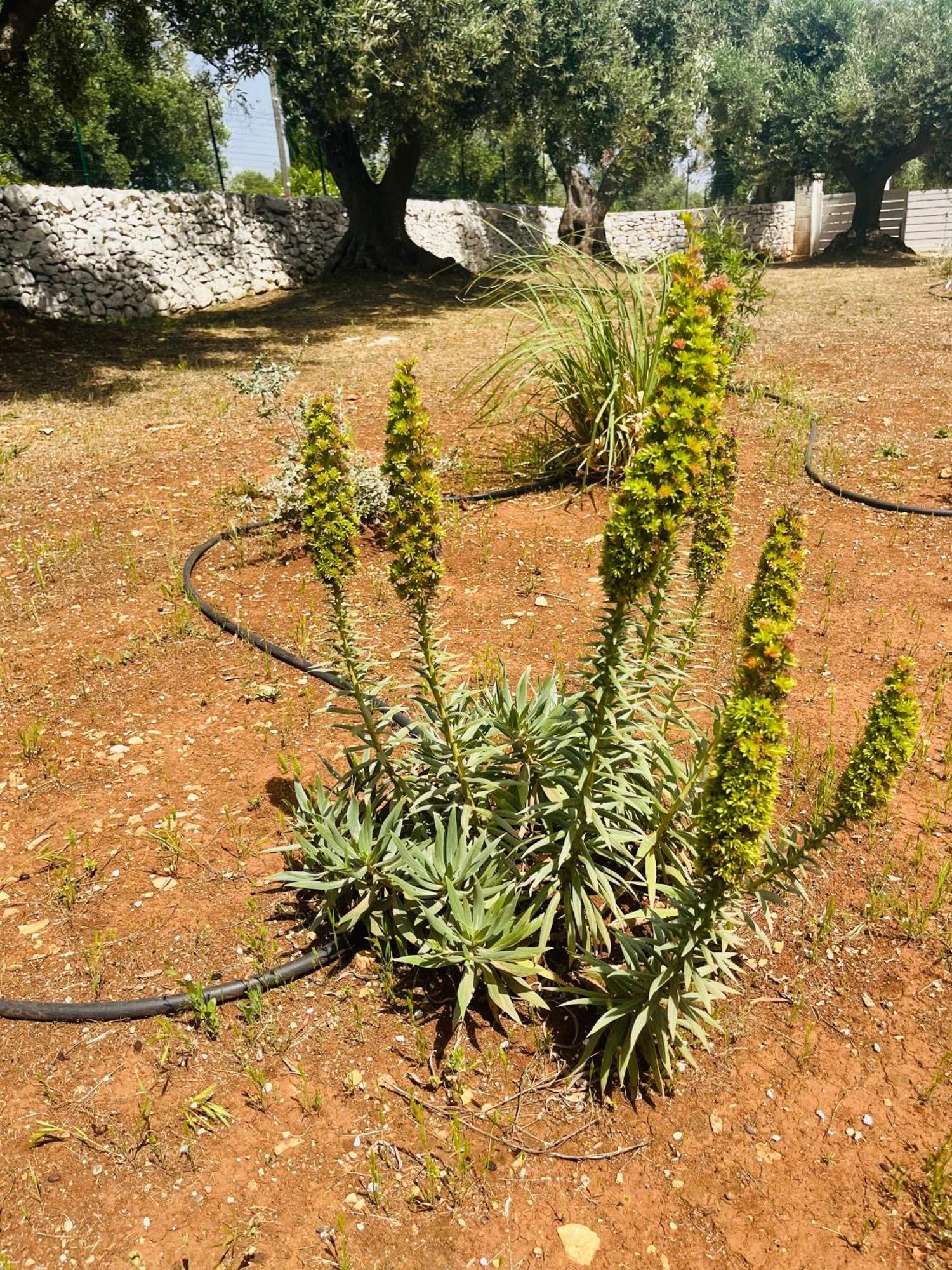 Dimora Bianchemura Ostuni Extérieur photo